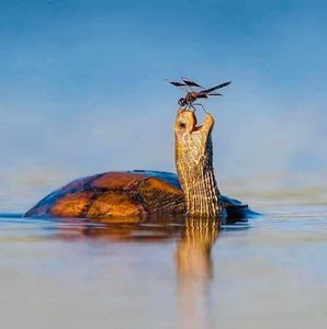 Meet your Posher, Corina